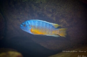Labeotropheus fuelleborni 'Luwino Reef'